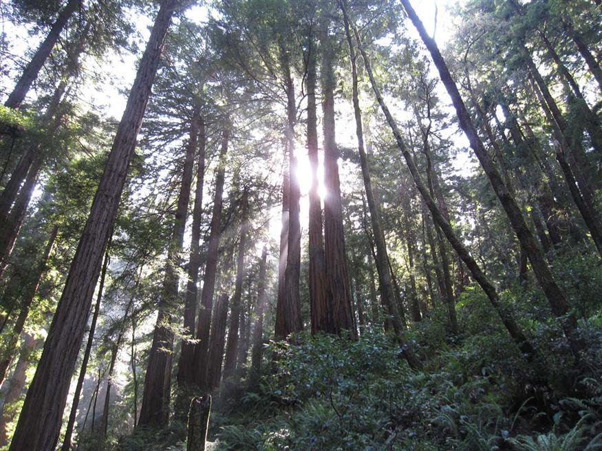 Muir Woods