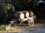 Wine Barrels in Italy