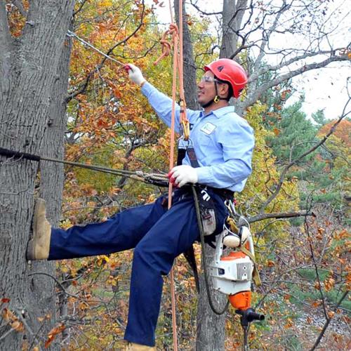 Wonderland Tree Care